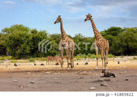 Giraffe on Etosha with stripped hyena, Namibia 41865622