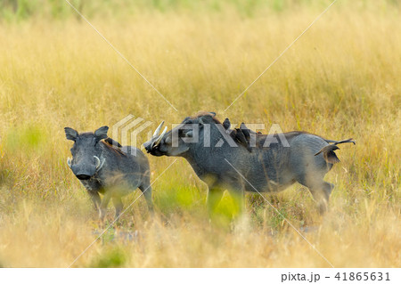 Warthog in Moremi reserve, Botswana safari 41865631