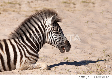 zebra calf in Etosha Namibia wildlife safari 41865632