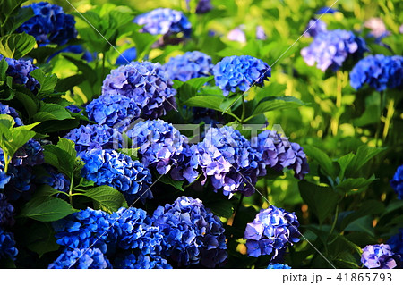 アジサイ 花 植物 41865793