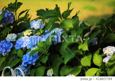 アジサイ 花 植物 41865794