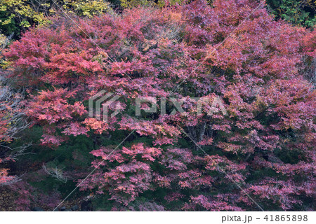 塩原温泉の紅の吊橋 塩原温泉の紅の吊橋 41865898