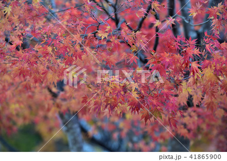 塩原温泉の紅の吊橋 塩原温泉の紅の吊橋 41865900