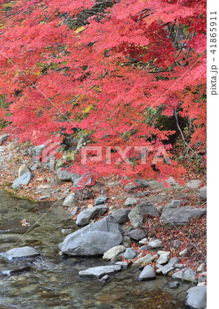 塩原温泉の紅の吊橋 塩原温泉の紅の吊橋 41865911