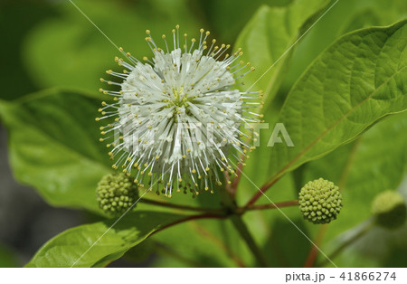 谷渡りの木の花 41866274