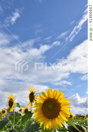 夏色 41866667