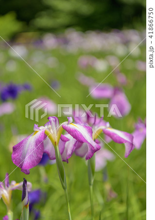 花菖蒲_001 41866750