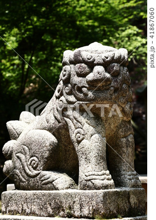 若天社の狛犬 41867060