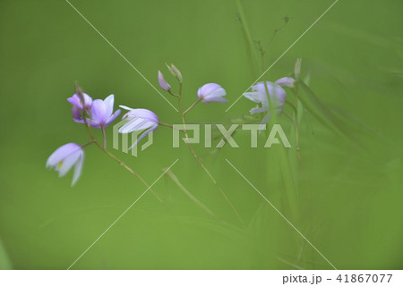花 フラワー お花 41867077