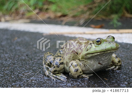 道路に留まるウシガエル　食用ガエル 41867713