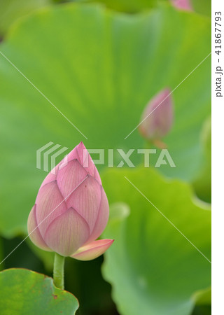 蓮の花 41867793