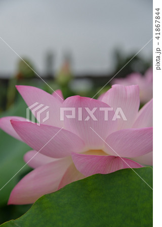 蓮の花 蓮の花 41867844
