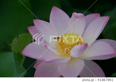 蓮の花 蓮の花 41867961