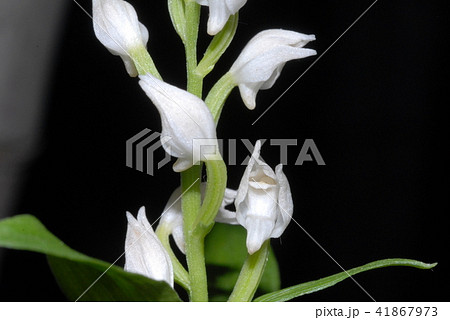 ギンラン01 ギンラン01 41867973