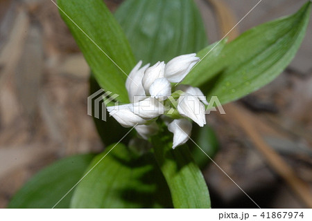 ギンラン02 41867974