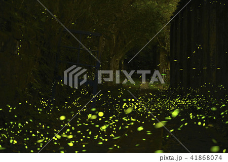 昆虫 虫 蟲 41868074