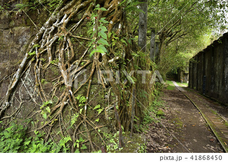 修験 木の根 木 41868450
