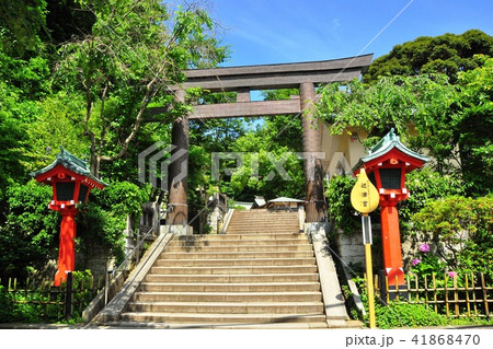江の島　江島神社辺津宮の鳥居と新緑と青空 41868470