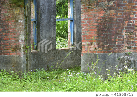 木 ツリー 樹 41868715