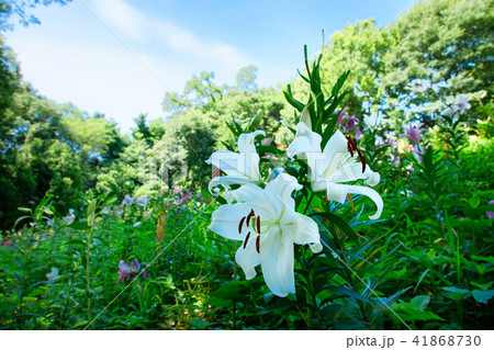 ところざわのゆり園　白色のユリの花 41868730