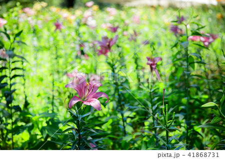 ところざわのゆり園 鮮やかなピンク色のユリの花 ところざわのゆり園 鮮やかなピンク色のユリの花 41868731