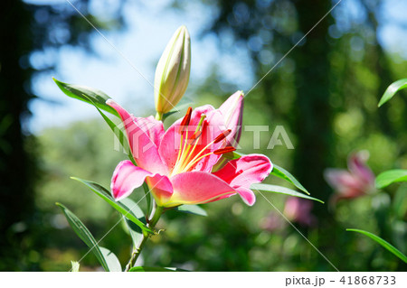 ところざわのゆり園 赤いユリの花 ところざわのゆり園 赤いユリの花 41868733