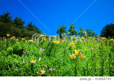 ところざわのゆり園 カラフルなユリの花 ところざわのゆり園 カラフルなユリの花 41868744
