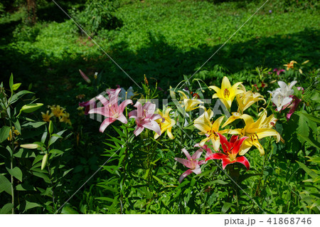 ところざわのゆり園 カラフルなユリの花 ところざわのゆり園 カラフルなユリの花 41868746