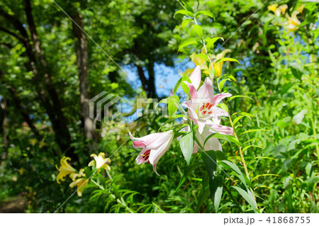 ところざわのゆり園 淡いピンク色のユリの花 ところざわのゆり園 淡いピンク色のユリの花 41868755