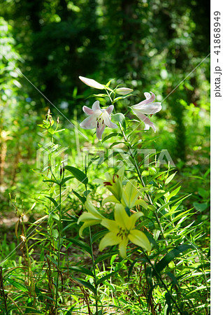 ところざわのゆり園 淡いピンク色のユリの花 ところざわのゆり園 淡いピンク色のユリの花 41868949