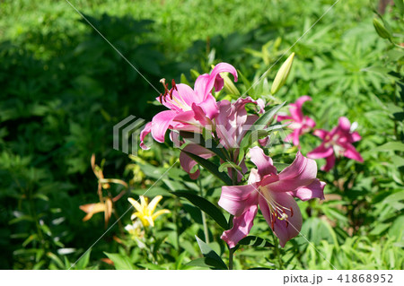 ところざわのゆり園　鮮やかなピンク色のユリの花 41868952