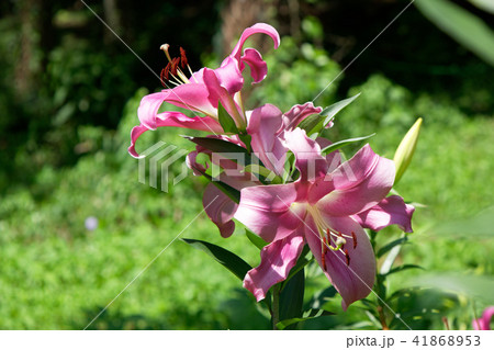 ところざわのゆり園　鮮やかなピンク色のユリの花 41868953