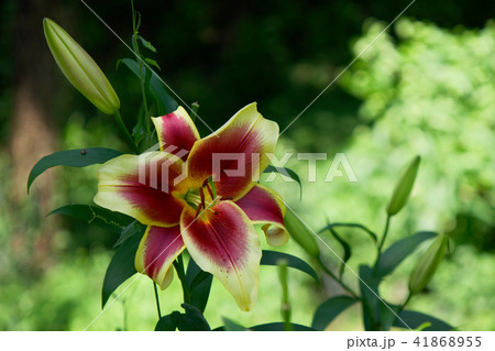 ところざわのゆり園 カラフルなユリの花 ところざわのゆり園 カラフルなユリの花 41868955