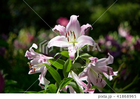 ところざわのゆり園 淡いピンク色のユリの花 ところざわのゆり園 淡いピンク色のユリの花 41868965