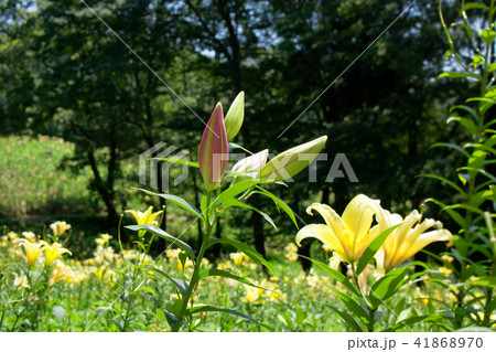 ところざわのゆり園 赤いユリの花の蕾の写真素材