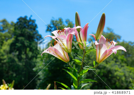 ところざわのゆり園 ピンク色のユリの花 ところざわのゆり園 ピンク色のユリの花 41868971