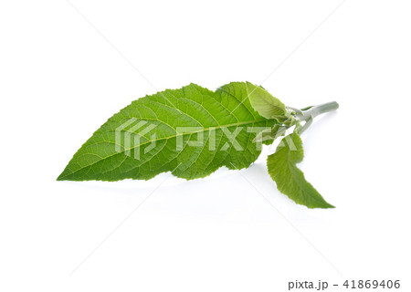 Nan Fui Chao herbal leaves on white background 41869406