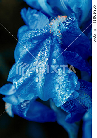 Blue wet iris flower on a dark background 41869895