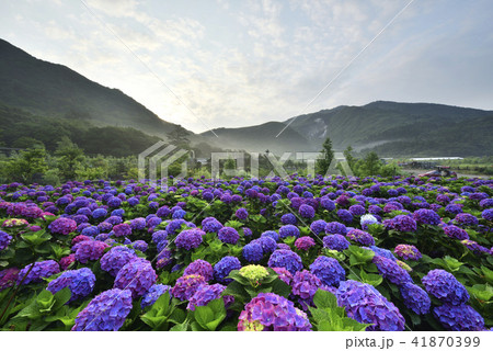 台湾 陽明山 紫陽花 41870399