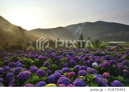 台湾 陽明山 紫陽花 41870401