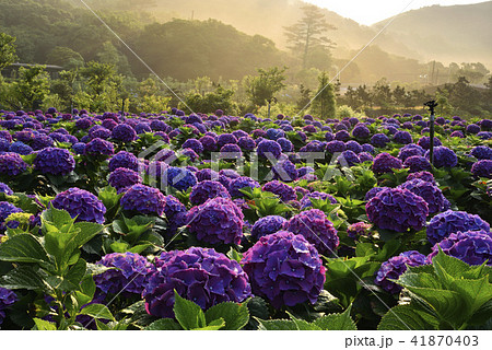 陽明山 紫陽花 アジサイ 41870403