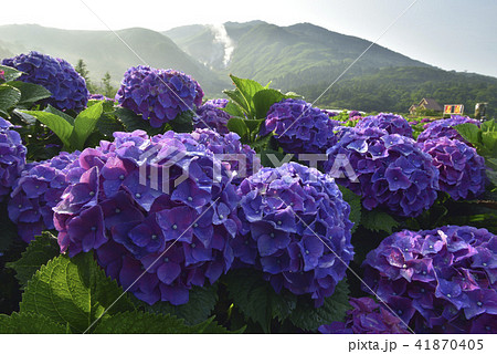 陽明山 紫陽花 アジサイ 41870405
