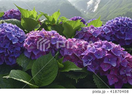 陽明山 紫陽花 アジサイ 41870408
