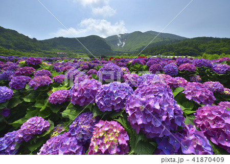 台湾 陽明山 紫陽花 41870409