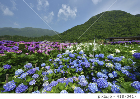 台湾 陽明山 紫陽花 41870417