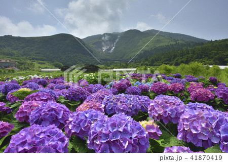台湾 陽明山 紫陽花 41870419