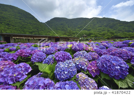 陽明山 紫陽花 アジサイ 41870422