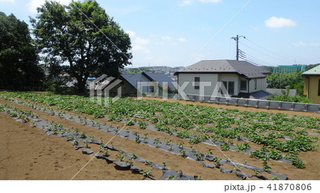 住宅地付近の生産緑地(川崎市) 住宅地付近の生産緑地(川崎市) 41870806