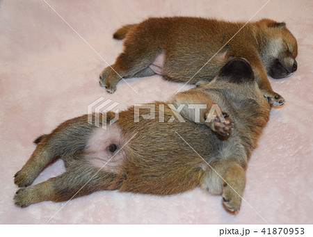 生後20日目 眠っている2匹の柴犬の赤ちゃん 生後20日目 眠っている2匹の柴犬の赤ちゃん 41870953