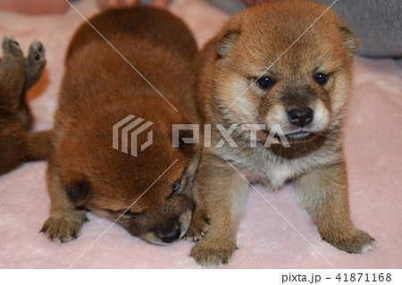 柴犬の兄弟 柴犬の兄弟 41871168